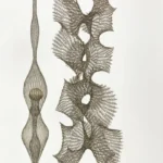 Ruth Asawa – An Artist Who Worked Every Minute