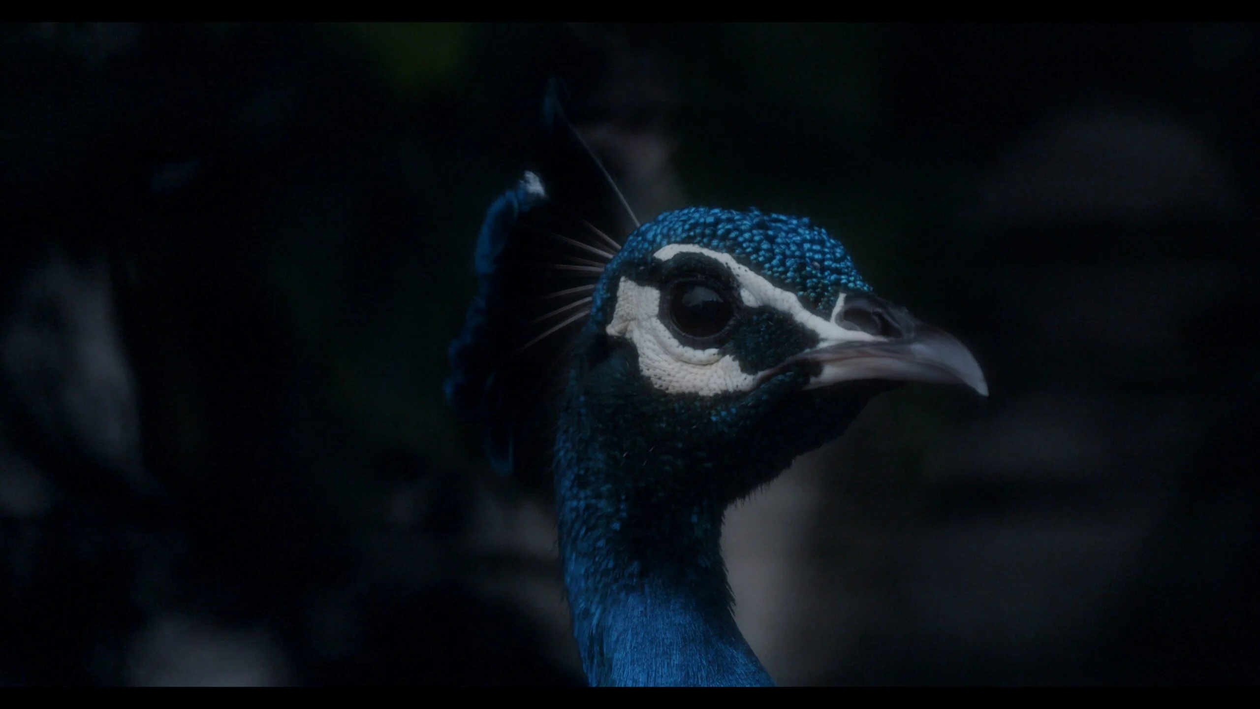 Gros plan de la tête bleue d’un paon dans The Peacock’s Graveyard d’Amar Kanwar.