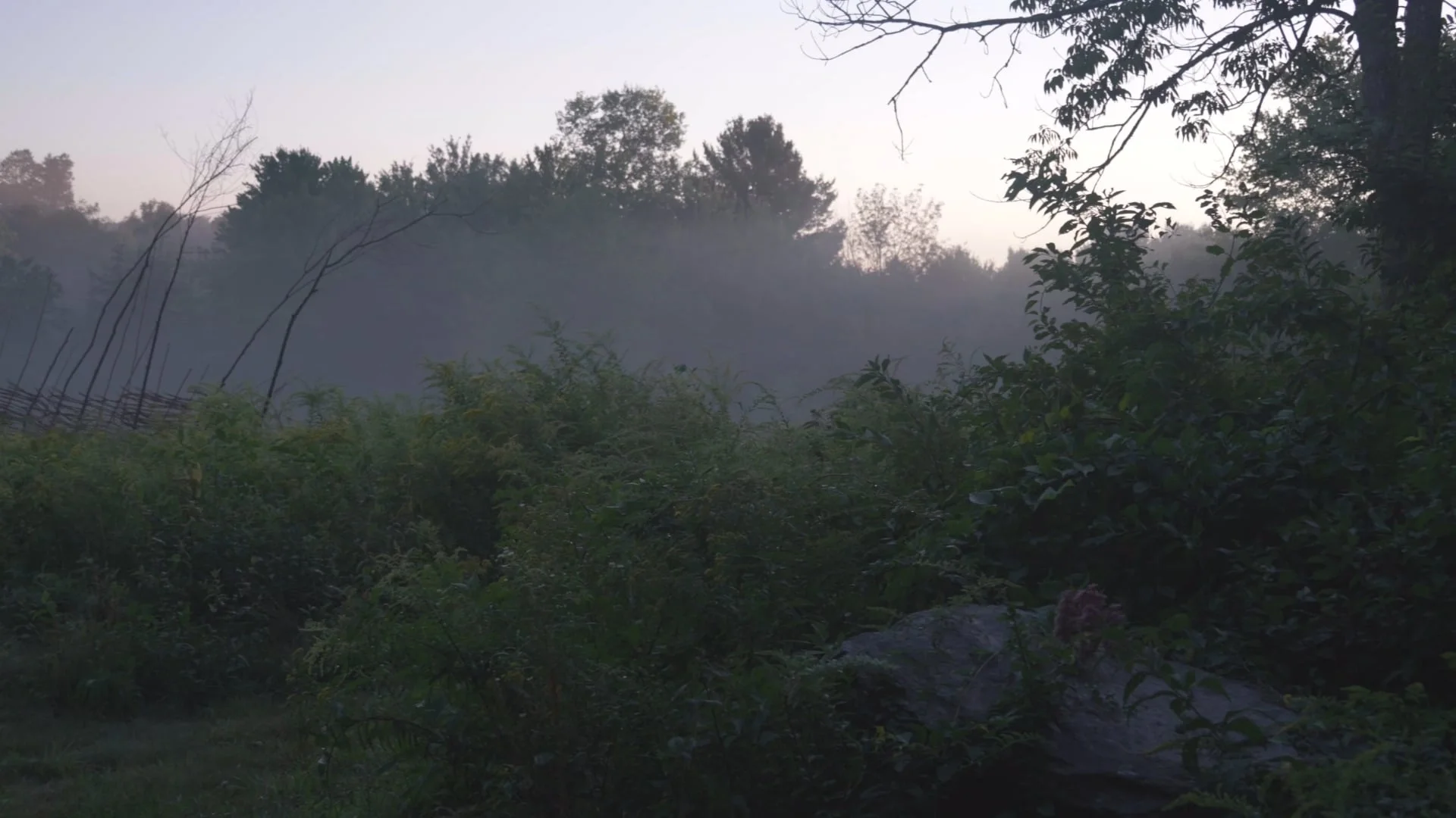 Branches de saule tressées à gauche d’une prairie brumeuse, dans Cordon Sanitaire de Rachel Loischild.