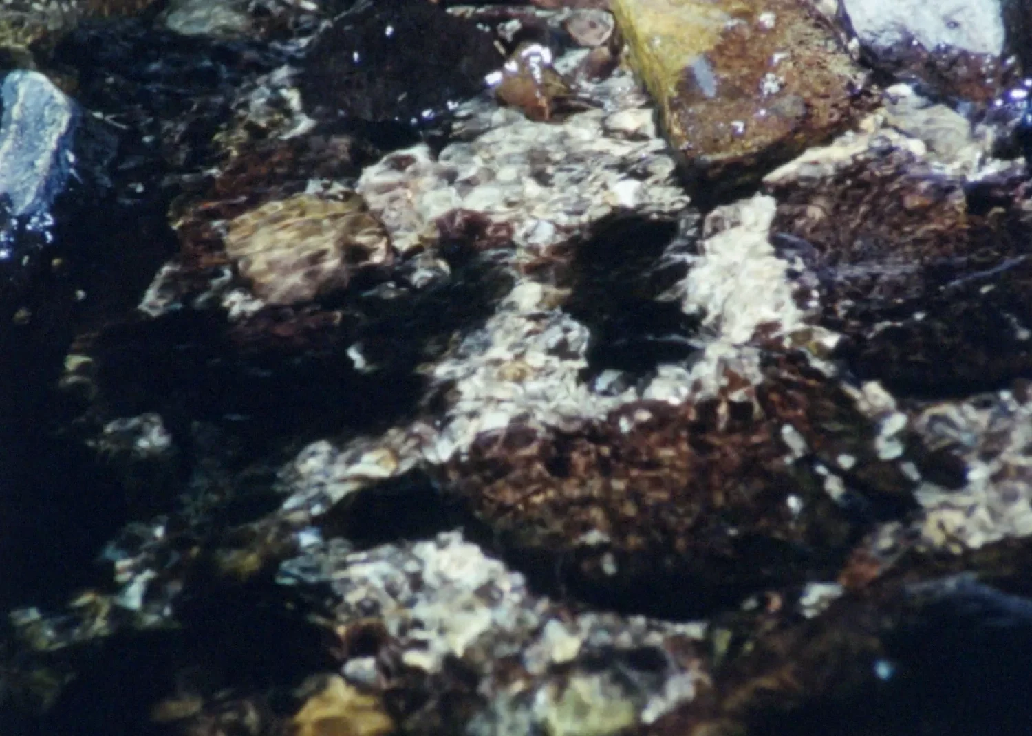 Eau et rochers dans La Source de la Loire de Rose Lowder, image du film 16 mm.